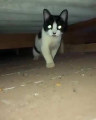 Gatinho