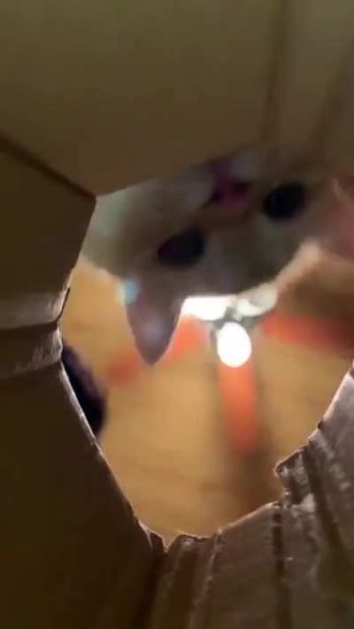 What happens when you rub a treat on your phone...