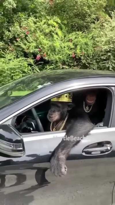 🐵👑