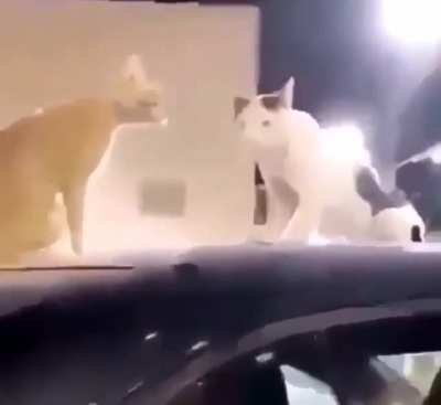 o-o'