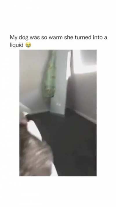 Liquid Dog