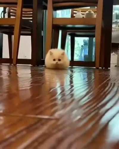 Sneaky zoomie