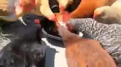 cursed_cannibalism