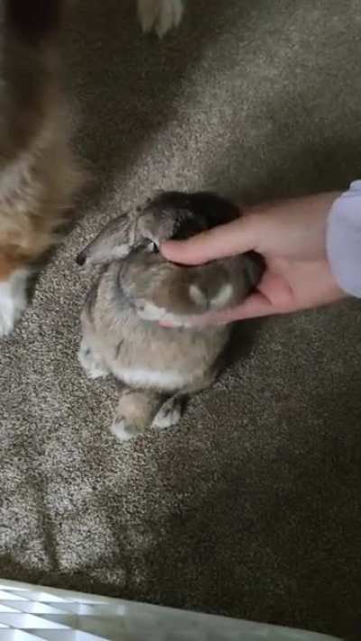 Pets please.