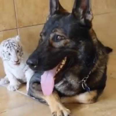 Котики