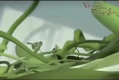 melon seeds bad