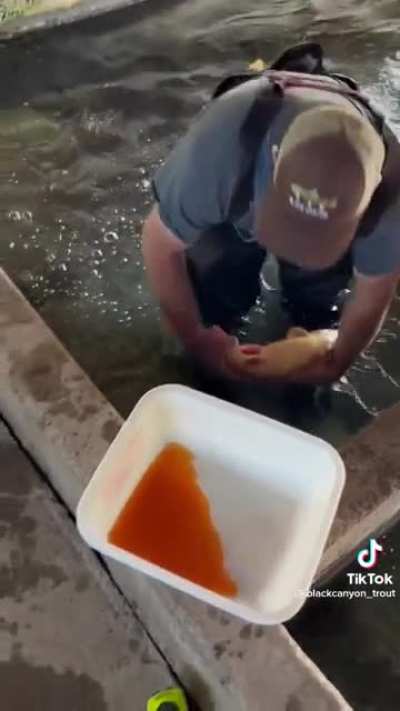 Spawning a rainbow trout