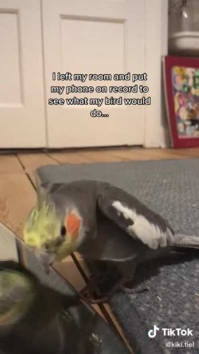 This bird singing