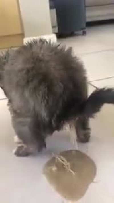 °___°