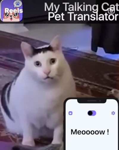 Do not the cat