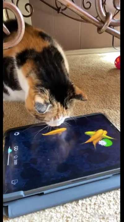 Cat Fishing: Day 1 vs Day 2