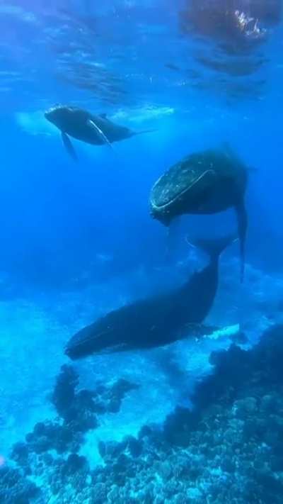 whale making beautiful sound