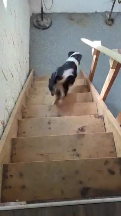 King is trying to figure out how the basement stairs work.