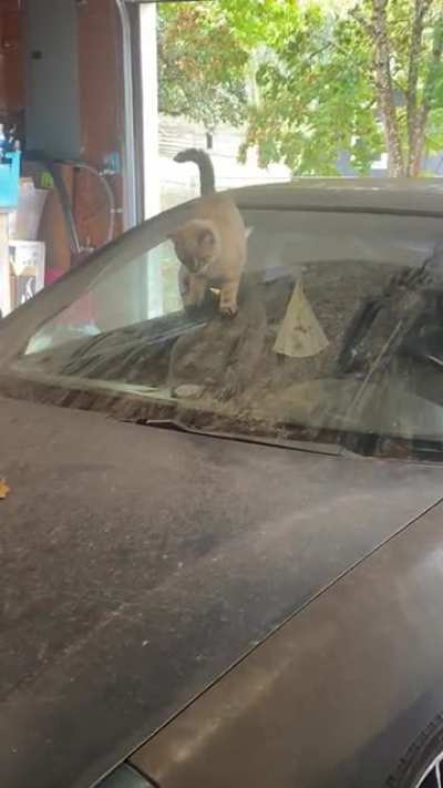 The shop kitty having fun with one of the project cars