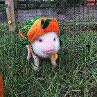 Happy Halloween!