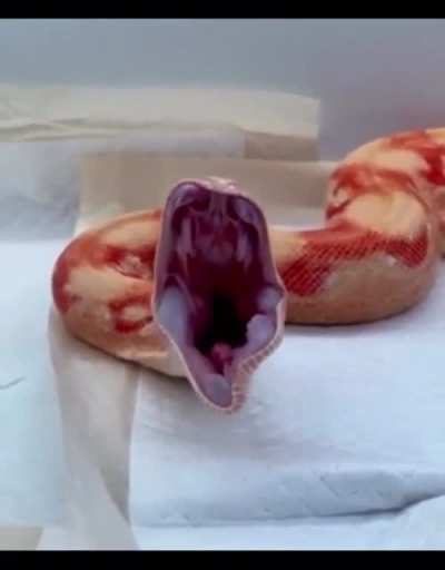 Snakes yawn too