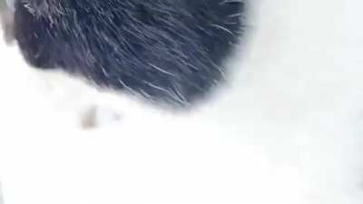 Котик припёрся и говоритё что будет жить тут.