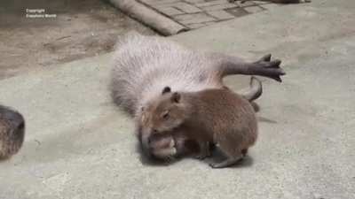Baby capybara: