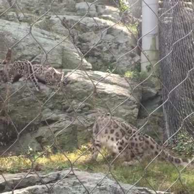 Snow leopard cub startles mom and himself.