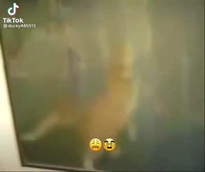 Gassing the cat :)