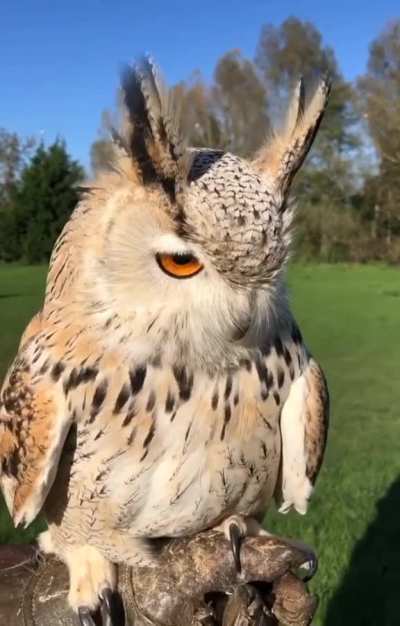 🔥 Eurasian Eagle Owl