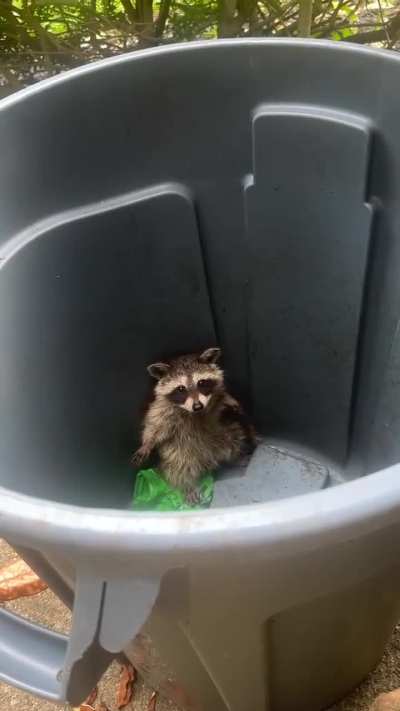 This little raccoon looked so offended after getting stuck in a trash can