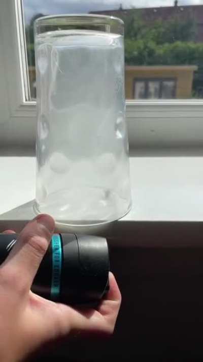 mosquito