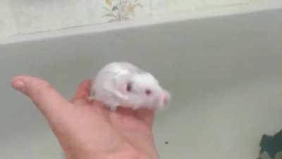 Amazing swimming Hamster 🐹