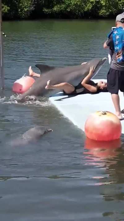 To feed the dolphin