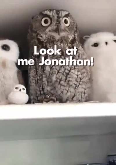 Owl: (furiously) It's my space, stop giving it to others