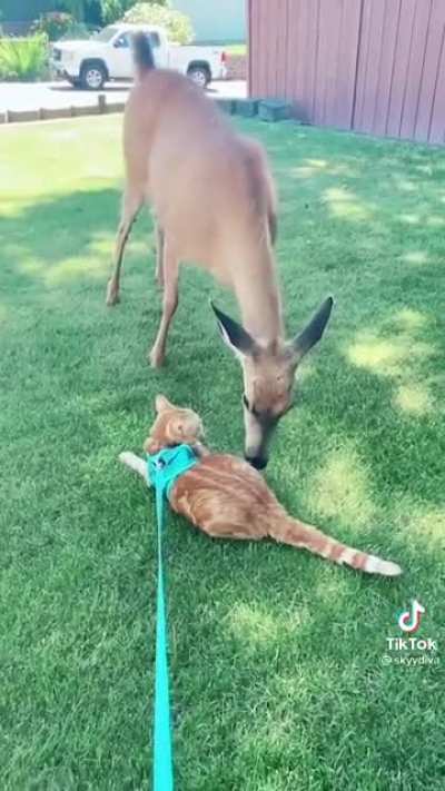 When you discover that your cat is a Disney Princess