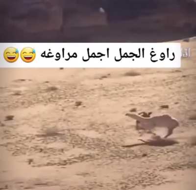 I wanna play tag with a camel☹️