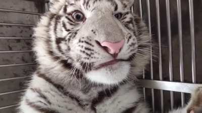 White Tiger
