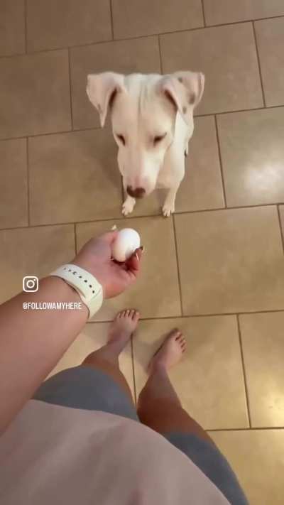 E G G