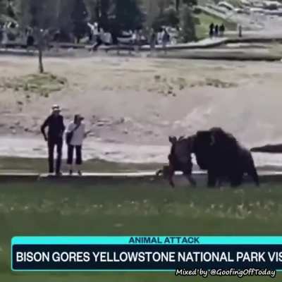 You mess with the bison, you get the horns.