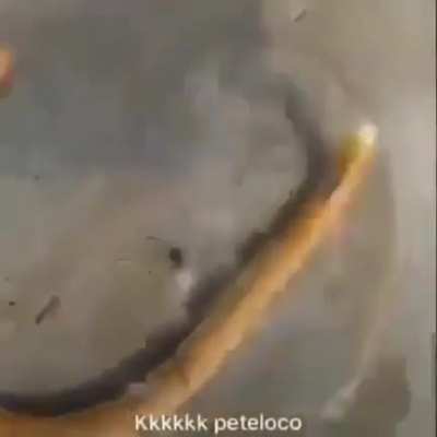 Peteleco