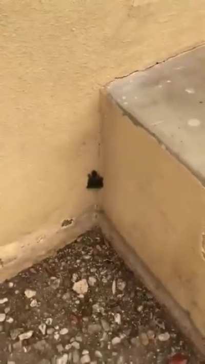 This turtle is too powerful