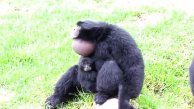 Siamang Apes