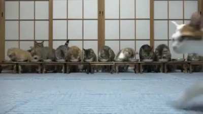 How to make 10 cats disappear