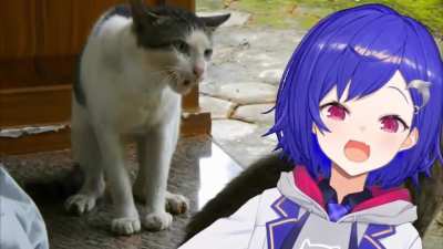 Catfight