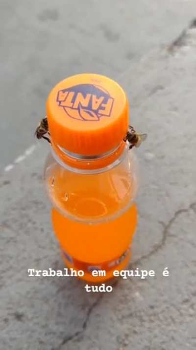 Team work and everything. These bees needs it.