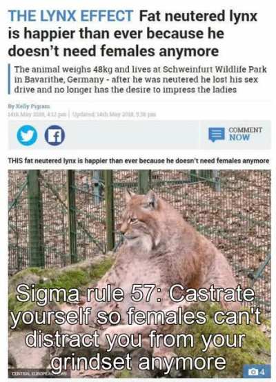 Sigma lynx