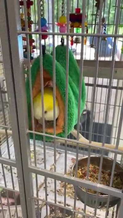 Birb sounds
