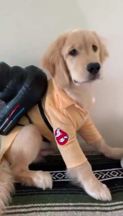Who you gonna call?