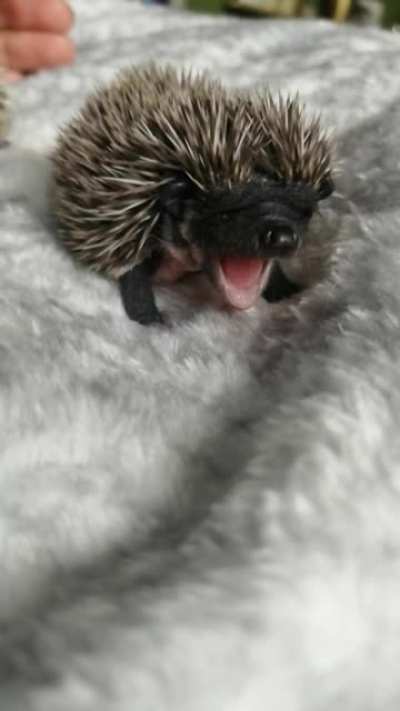 Big Yawn!