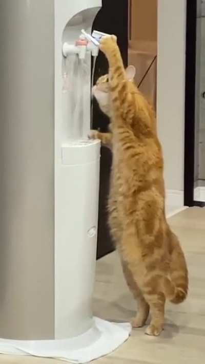 Clever kitty.