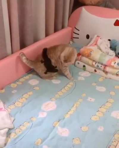 Squirrel attached to an unamused cat