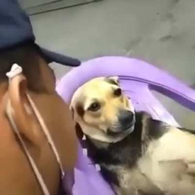 doguinha recebendo conselhos amorosos de um cara aleatório