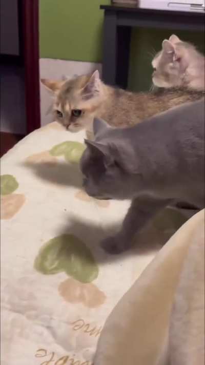 What are they arguing about?