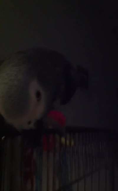 Tried to snap a video to my husband at work- of his mean-ass bird breaking out of the cage.. and then...